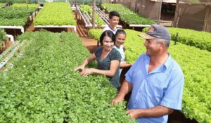 Produção Agrícola Municipal supera R$ 1 bi em 2025
