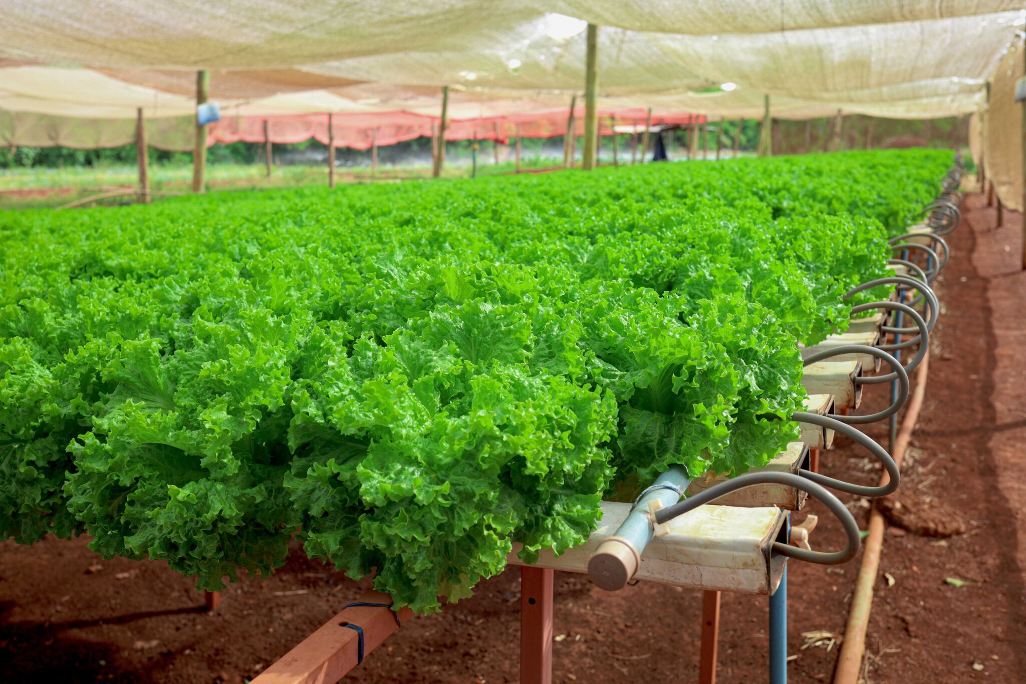 Prefeitura fortalece agricultura familiar com entrega de kits de irrigação