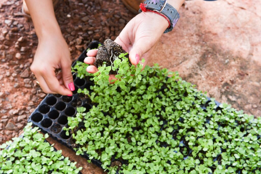 Foto: Reprodução/Prefeitura de Campo Grande - MS