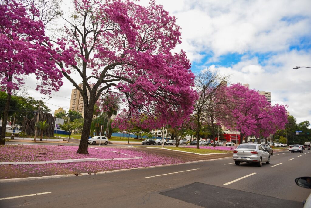 Foto: Reprodução/Prefeitura de Campo Grande - MS