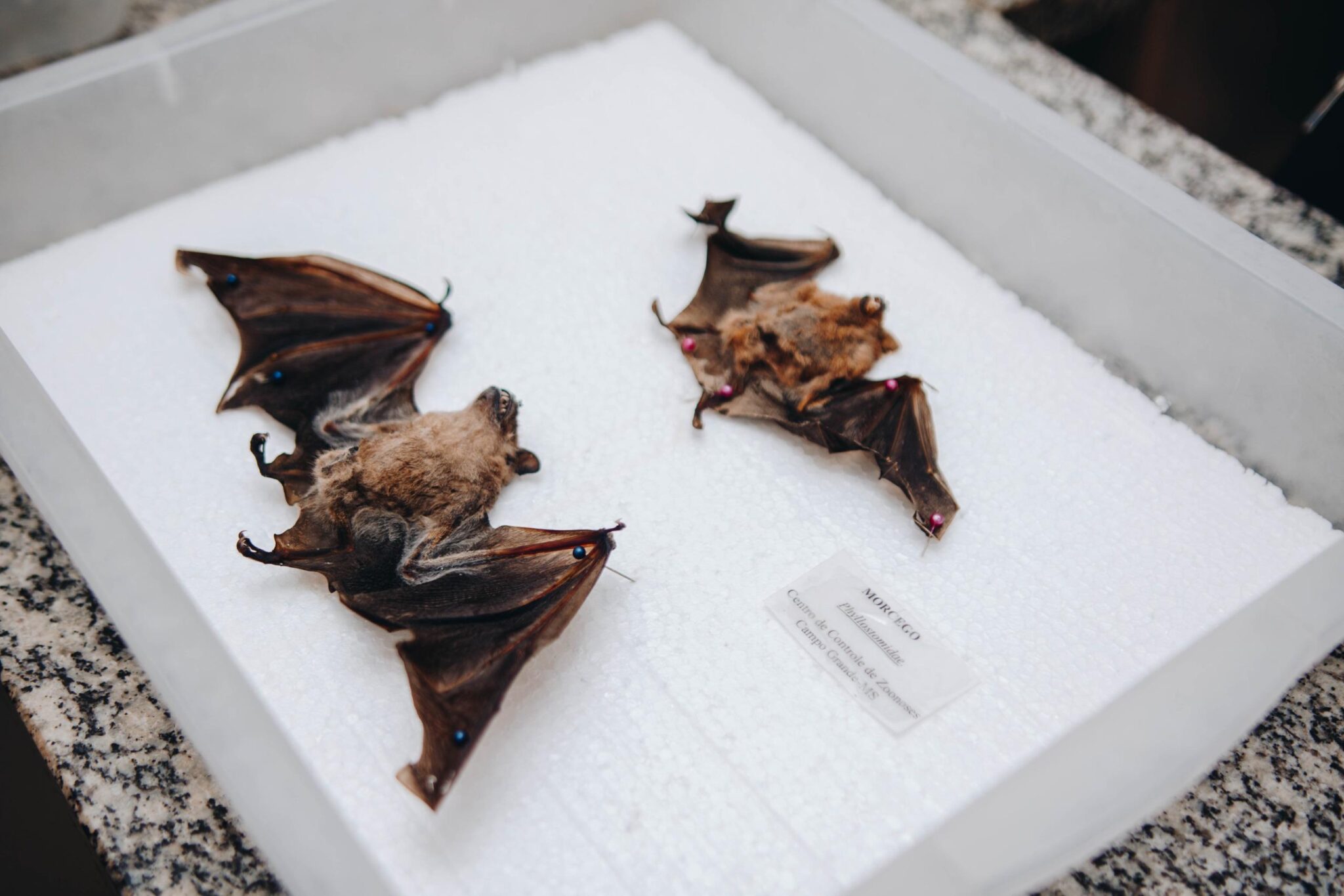 Sesau alerta população após caso de raiva em morcego