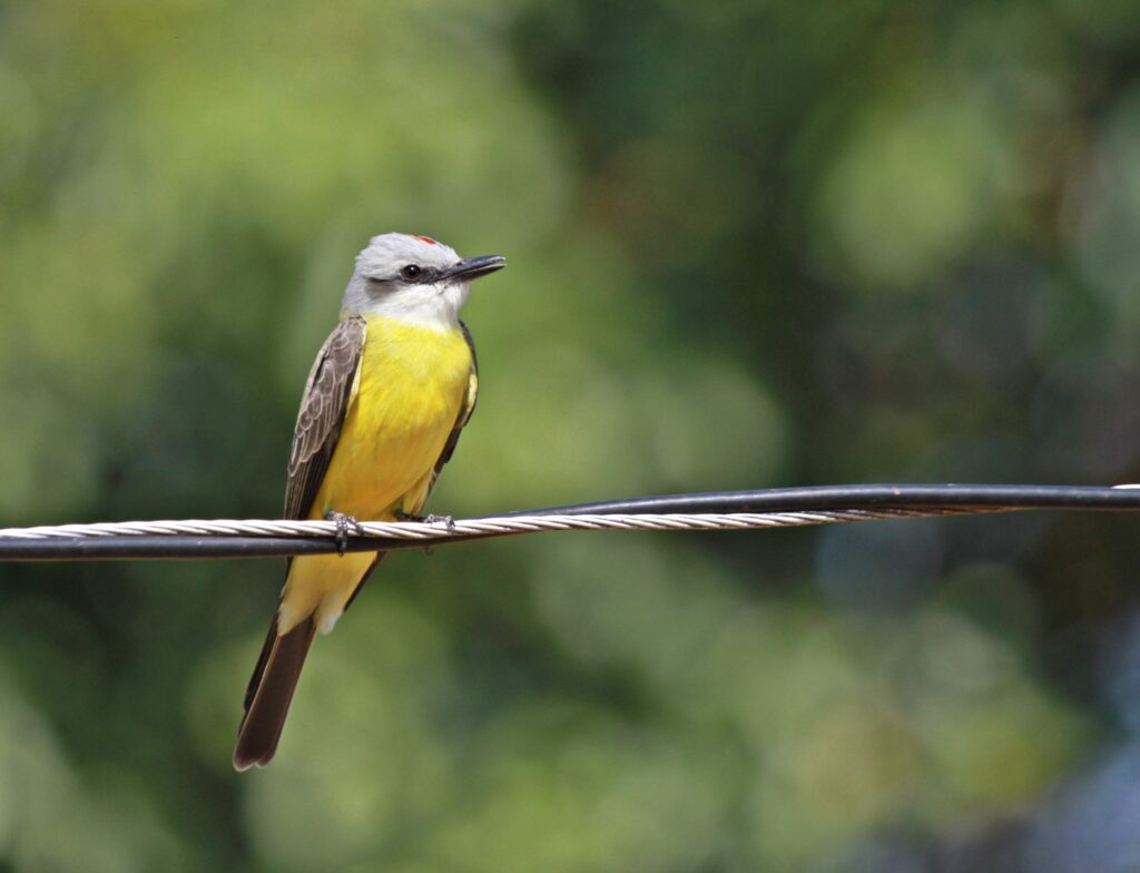 Foto: Reprodução/Prefeitura de Campo Grande - MS