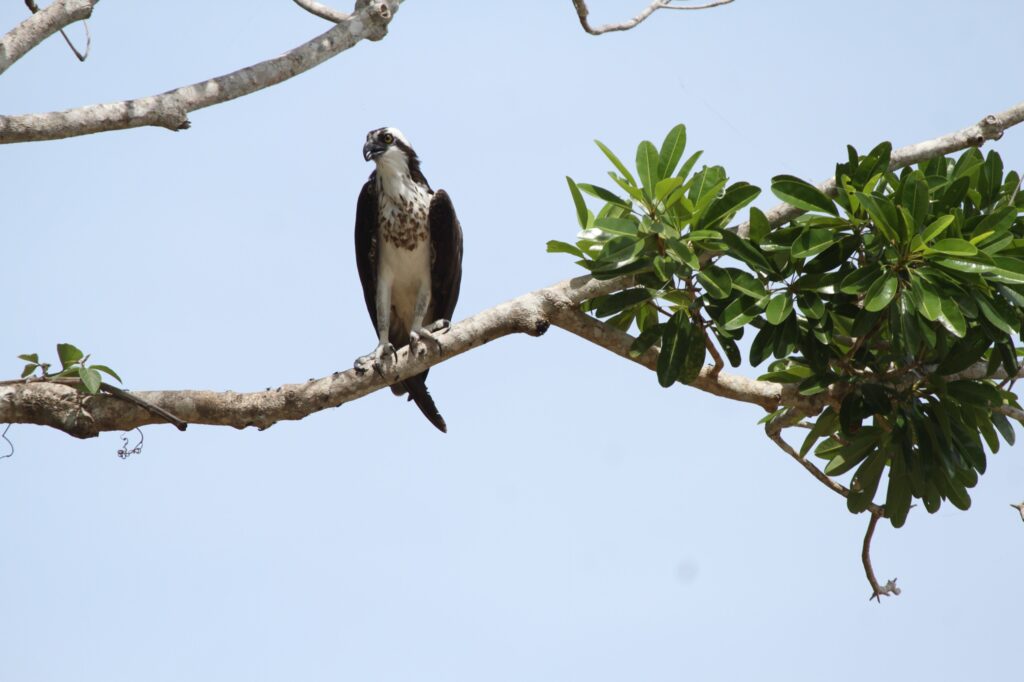 Foto: Reprodução/Prefeitura de Campo Grande - MS