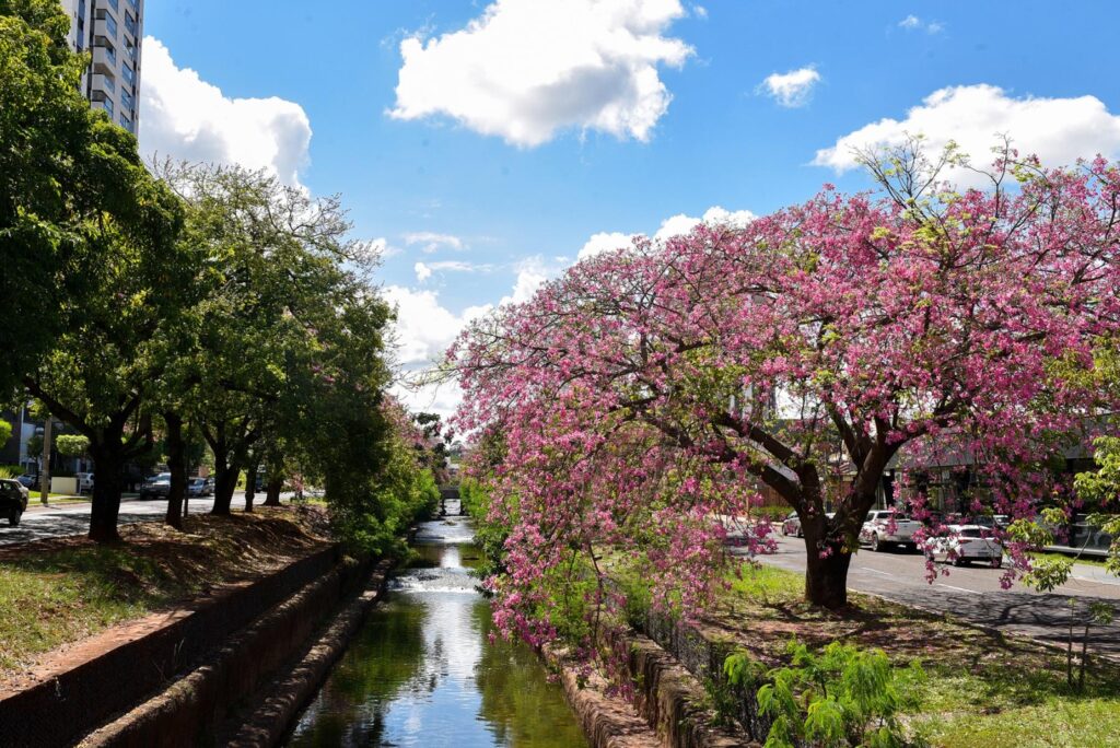 Foto: Reprodução/Prefeitura de Campo Grande - MS