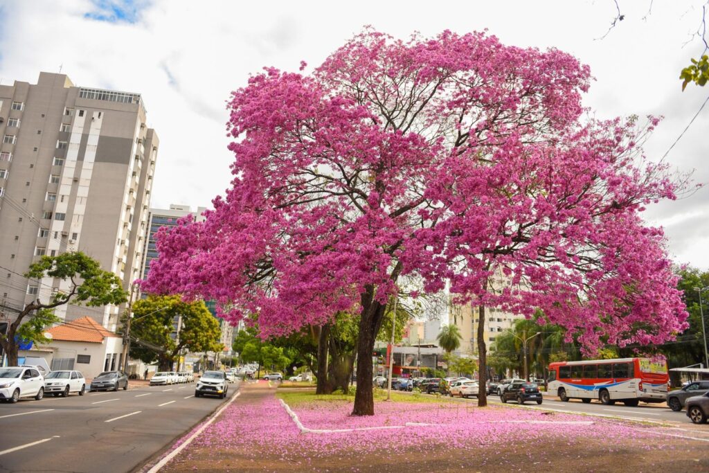 Foto: Reprodução/Prefeitura de Campo Grande - MS