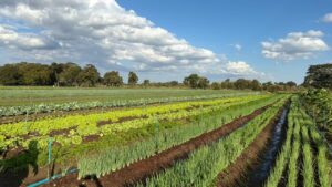 FAC define ações para fortalecer a CoopUrb e ampliar agricultura urbana