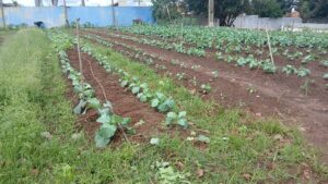 FAC organiza Dia de Campo com educação ambiental  