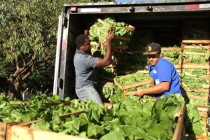 Agricultura familiar fornece alimentos para 207 escolas 