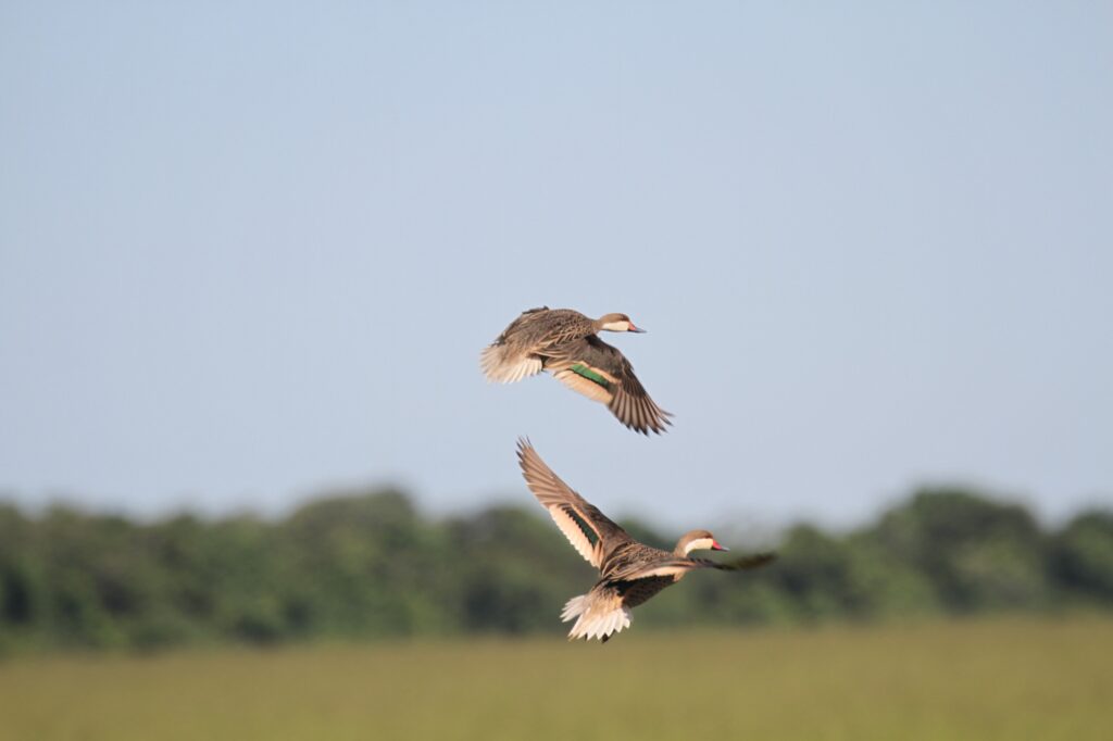 Foto: Reprodução/Prefeitura de Campo Grande - MS
