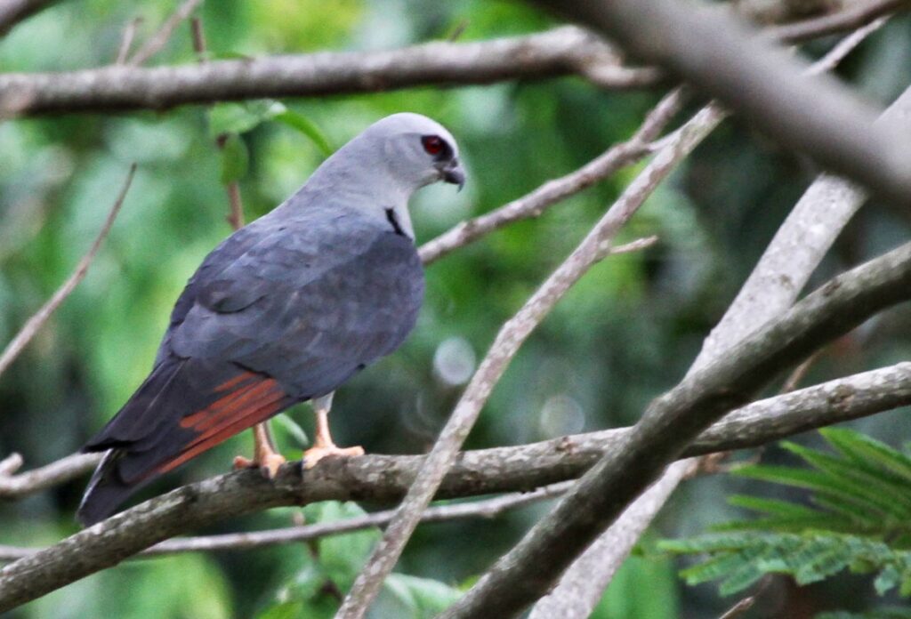 Foto: Reprodução/Prefeitura de Campo Grande - MS
