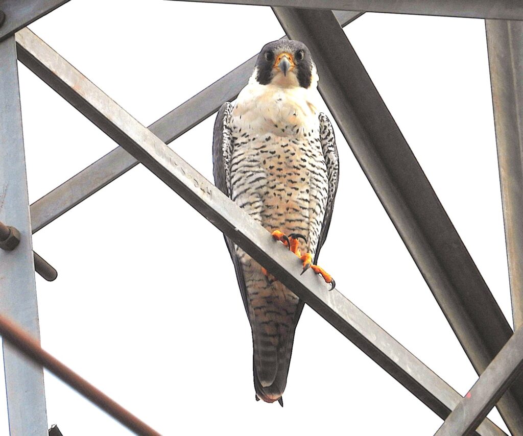 Foto: Reprodução/Prefeitura de Campo Grande - MS